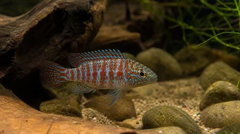 Badis badis Chameleón
