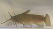 Barbotte Sumec