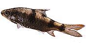 Barbus arulius Tri -pásmový brada