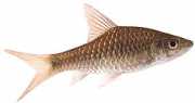 Barbus dorsalis Brada