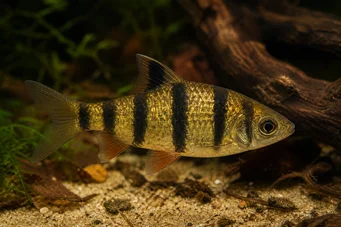 Barbus pentazona johorensis (Päť -pásmový brada)