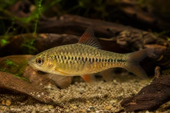 Barbus roloffi (Roloffi vousatý)