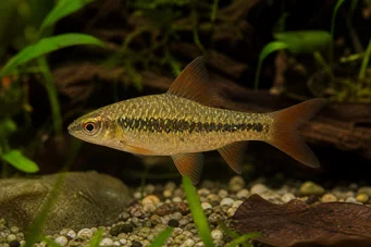 Barbus sachsi (Vousatý)