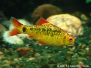 Barbus schuberti Schuberti vousatý