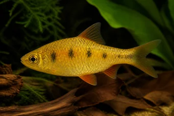 Barbus semifasciolatus (Mosadzný brada)