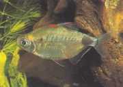 Bathyaethiops breuseghemi Africký tetra-mesiac
