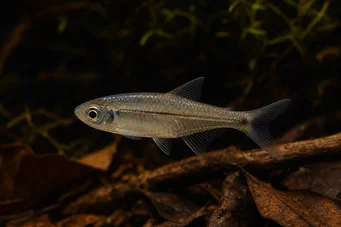 Bathyaethiops breuseghemi (Africký tetra-mesiac)