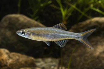 Bedotia geayi Dúha Madagaskar