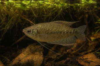 Belontia signata Makropod
