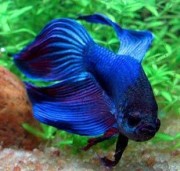 Betta splendens crownmoo... Bojovník