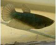 Betta splendens queue de... boj