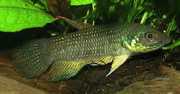 Betta trifasciata Bojovník