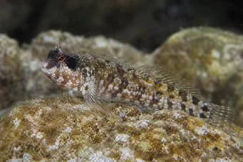 Blennius nigriceps Čierny