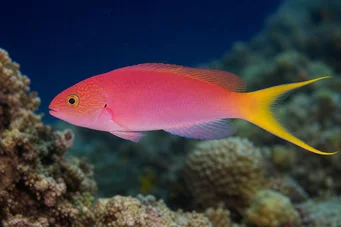 Bodianus anthioides (Živý)