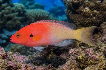 Bodianus axillaris Tamarín