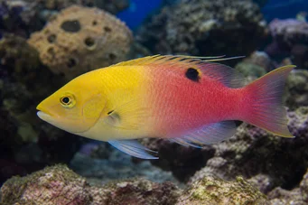 Bodianus pulchellus Cossyphe de Kuba