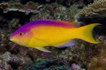 Bodianus rufus Španielsky