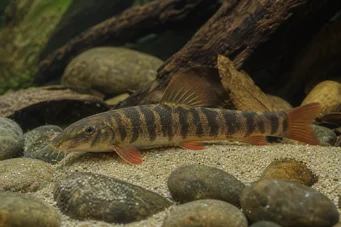 Botia rubripinnis (Zelená jazera)