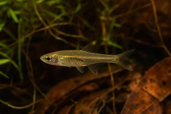 Brittanichthys myersi (Myers Blood tetra)