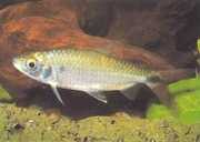 Brycinus affinis Brycinus červený oblak