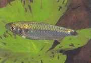 Brycinus brevis Malý brycinus
