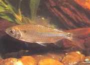 Brycinus leuciscus Brycinus biely