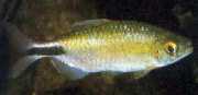 Brycinus longipinnis Characin s dlhými plutvami
