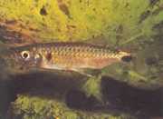 Brycinus macrolepidotus Tetra s pravými mierkami