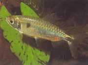 Brycinus schoutedeni Brycinus s veľkým váhami