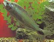 Brycon cephalus Juhoamerický pstruh