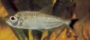 Brycon falcatus Brycon Faucelle