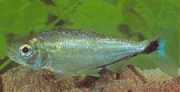 Brycon melanopterus Brycon s čiernymi plutvami
