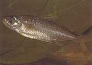 Bryconaethiops macrops Tetra veľké maskované oči