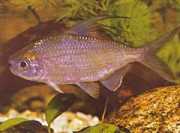 Bryconaethiops microstoma Malá ústa
