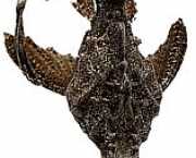 Bunocephalus kneri Banj