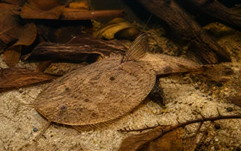 Bunocephalus kneri (Banj)