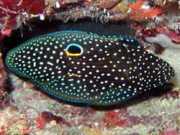 Calloplesiops altivelis Kométa