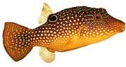 Canthigaster margaritatu... Canthigaster