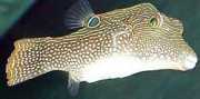 Canthigaster solandri Canthigaster