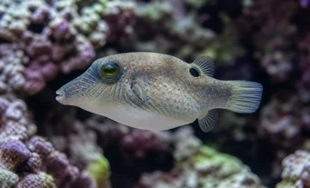 Canthigaster solandri (Canthigaster)