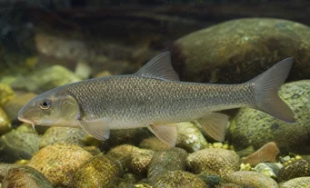 Capoeta oligolepis