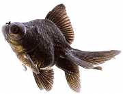 Carassius auratus telesc... Ďalekohľad