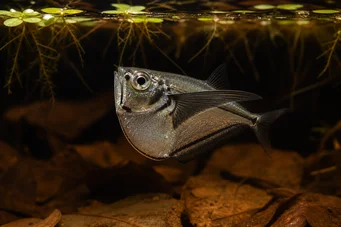 Carnegiella myersi (Priehľadný)
