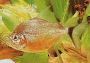 Catoprion mento Piranha Mento, veľká hlava Pacou