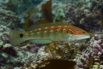 Centrolabus melops (Bežný crenilabre)