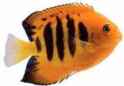 Centropyge loriculus Ohromujúci