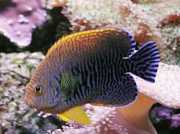 Centropyge potteri Anjel z Červeného mora