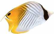 Chaetodon auriga Chétodon