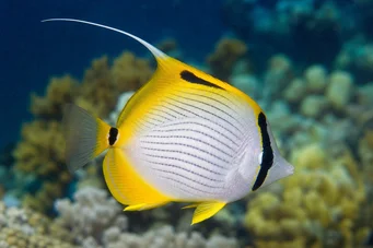 Chaetodon auriga (Chétodon)