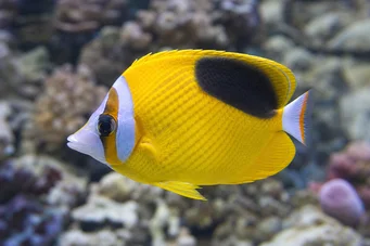 Chaetodon ephippium (Čierna škvrna papillon ryby)